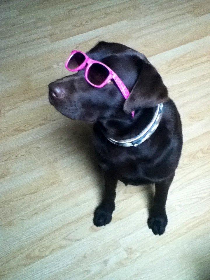 Labrador retriever Baloo<3 billede 10