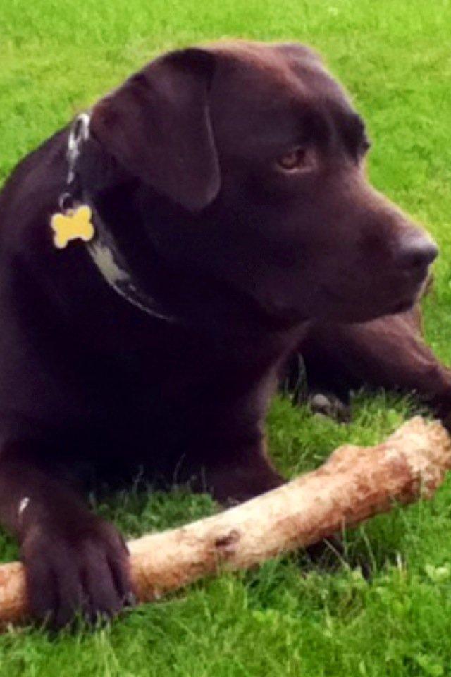 Labrador retriever Baloo<3 billede 3