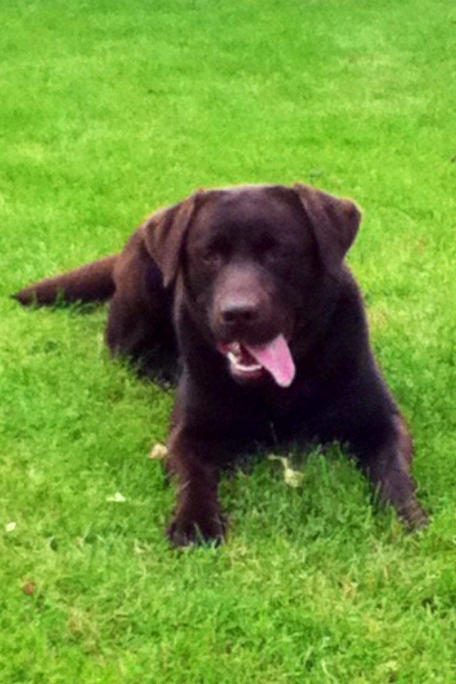 Labrador retriever Baloo<3 billede 7