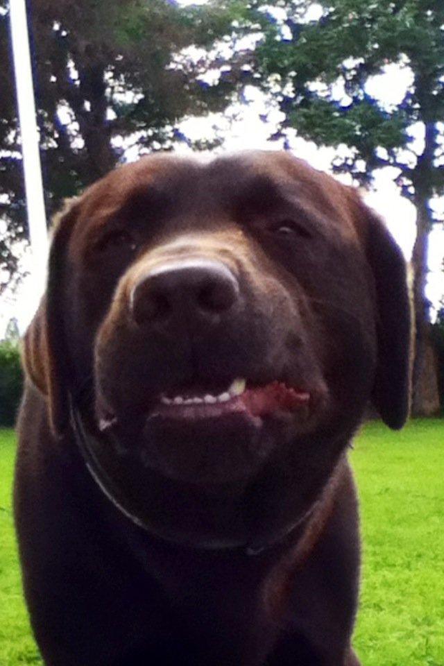 Labrador retriever Baloo<3 billede 11