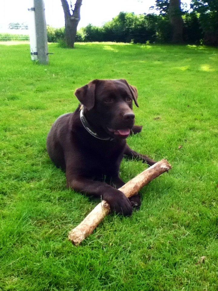 Labrador retriever Baloo<3 billede 1