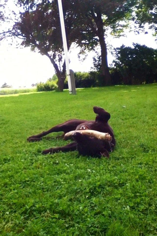 Labrador retriever Baloo<3 billede 5