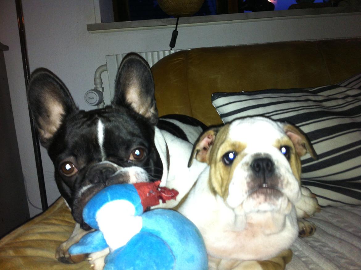 Engelsk bulldog Molly billede 7