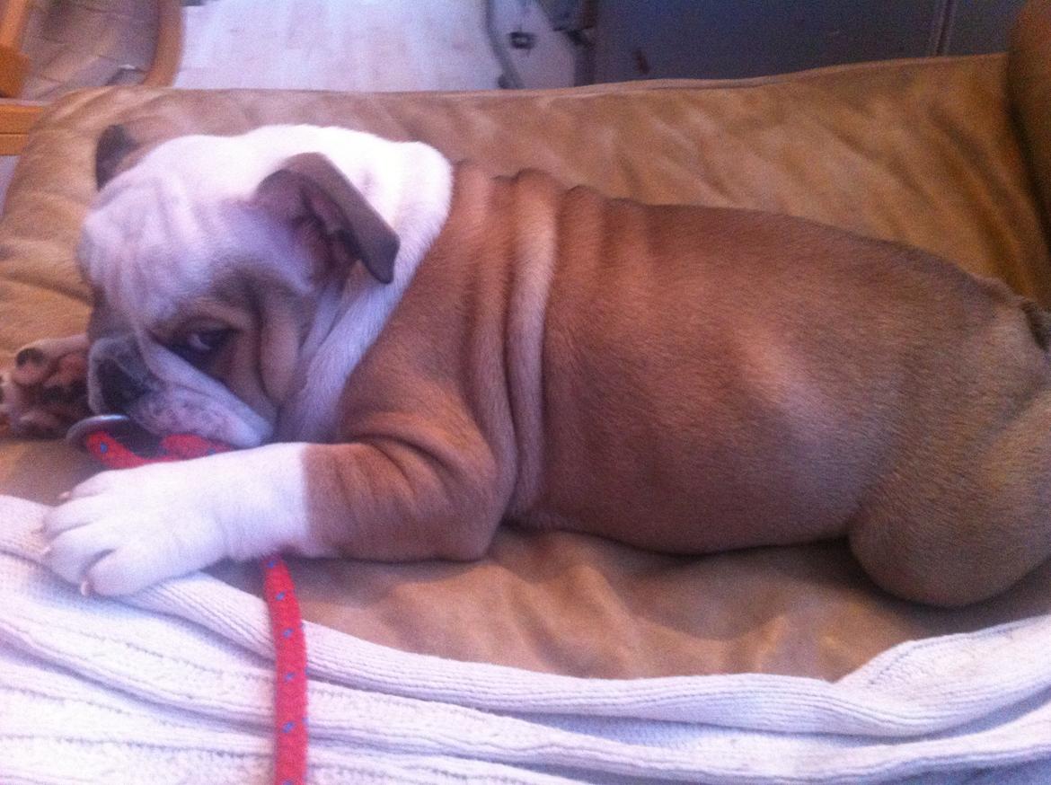 Engelsk bulldog Molly billede 6