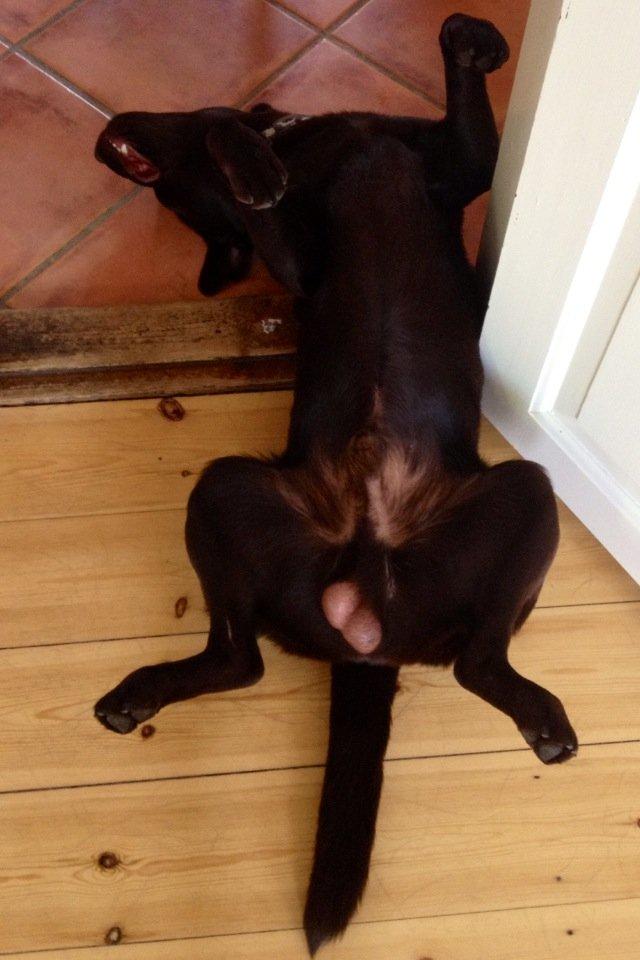 Labrador retriever Baloo<3 billede 13