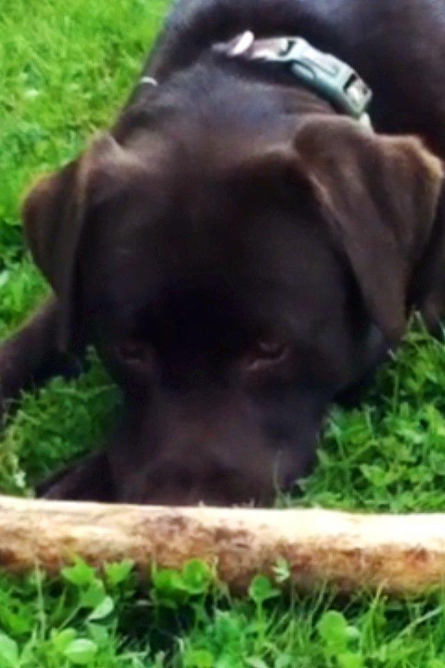 Labrador retriever Baloo<3 billede 14