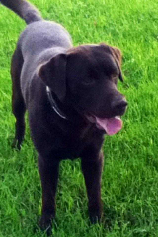 Labrador retriever Baloo<3 billede 17