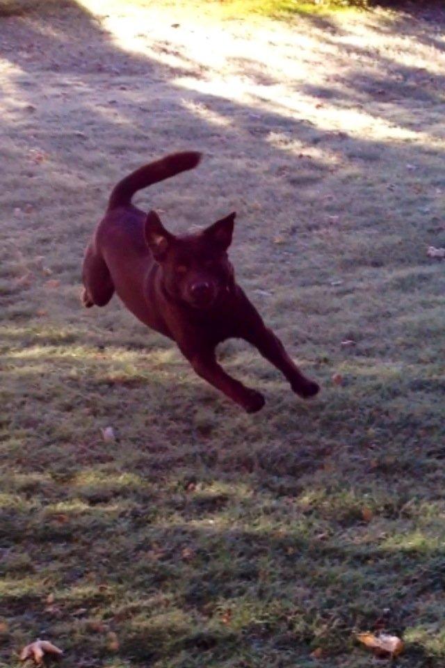 Labrador retriever Baloo<3 billede 16