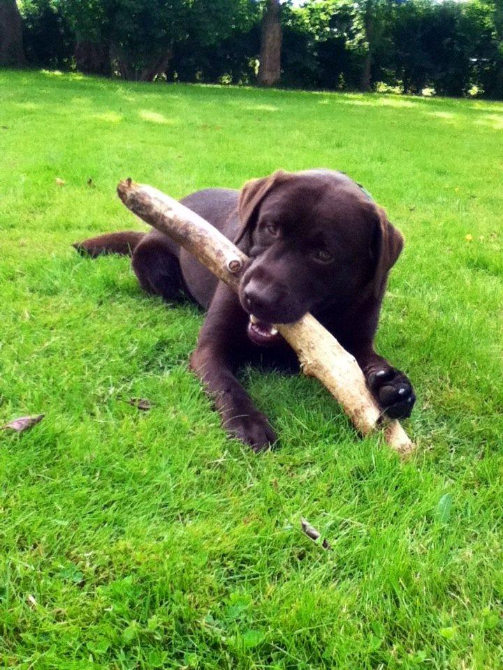 Labrador retriever Baloo<3 billede 18