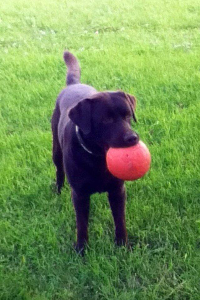 Labrador retriever Baloo<3 billede 19