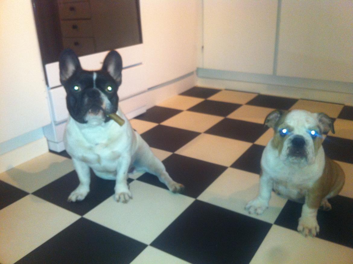 Engelsk bulldog Molly billede 8