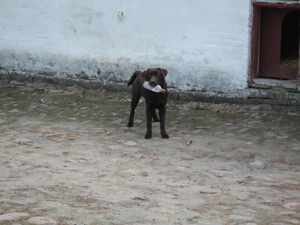 Labrador retriever Baloo<3 billede 12