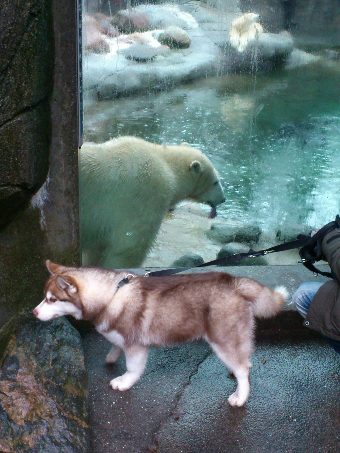 Siberian husky Avanti billede 10
