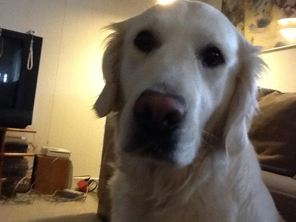 Golden retriever jessie billede 6