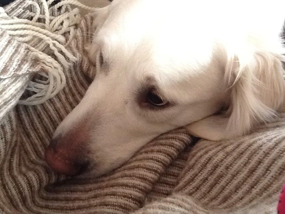 Golden retriever jessie billede 7