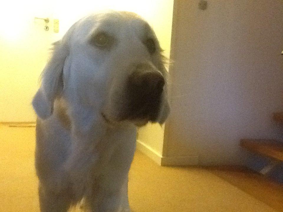 Golden retriever jessie billede 8