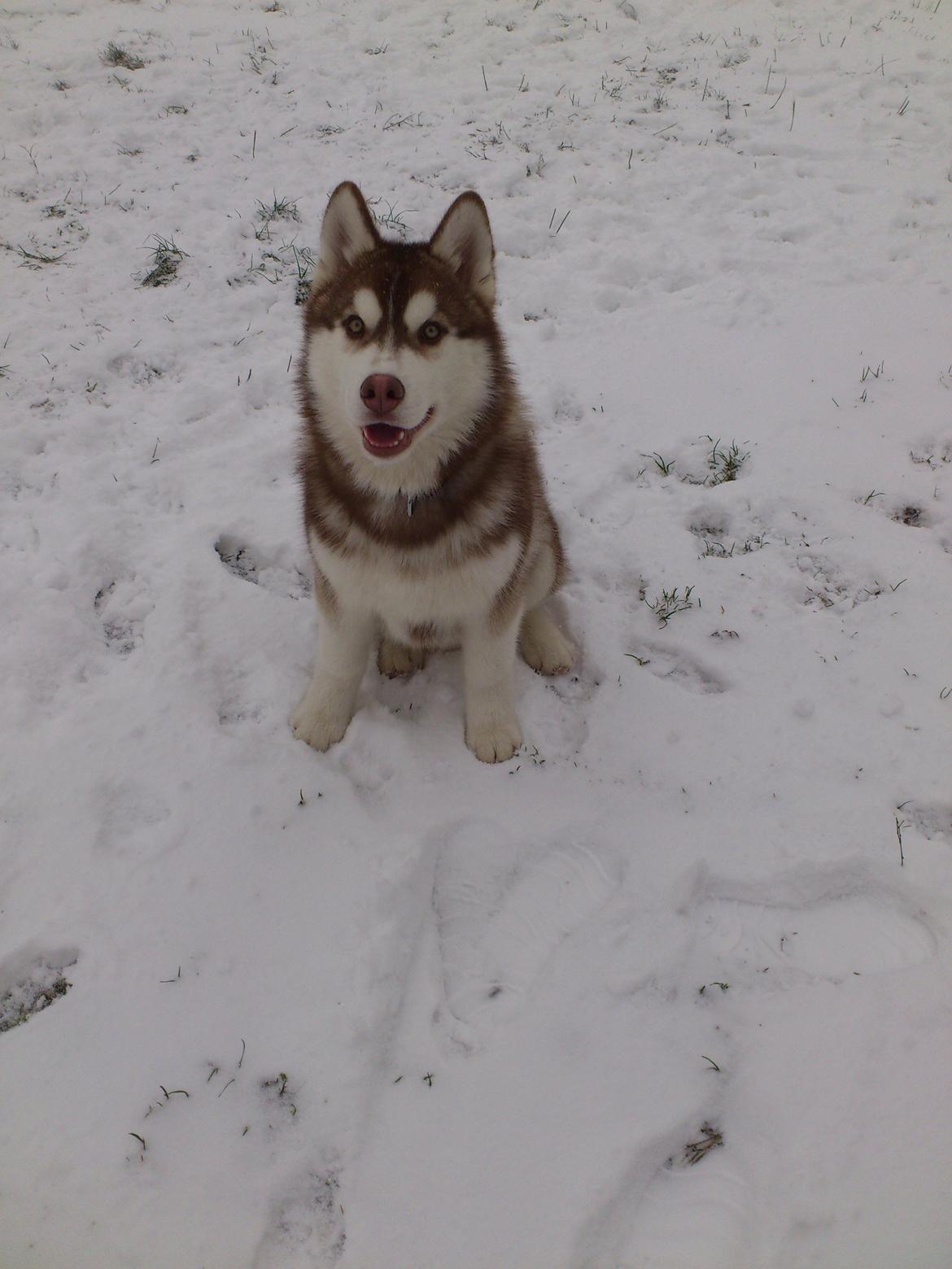 Siberian husky Avanti billede 12