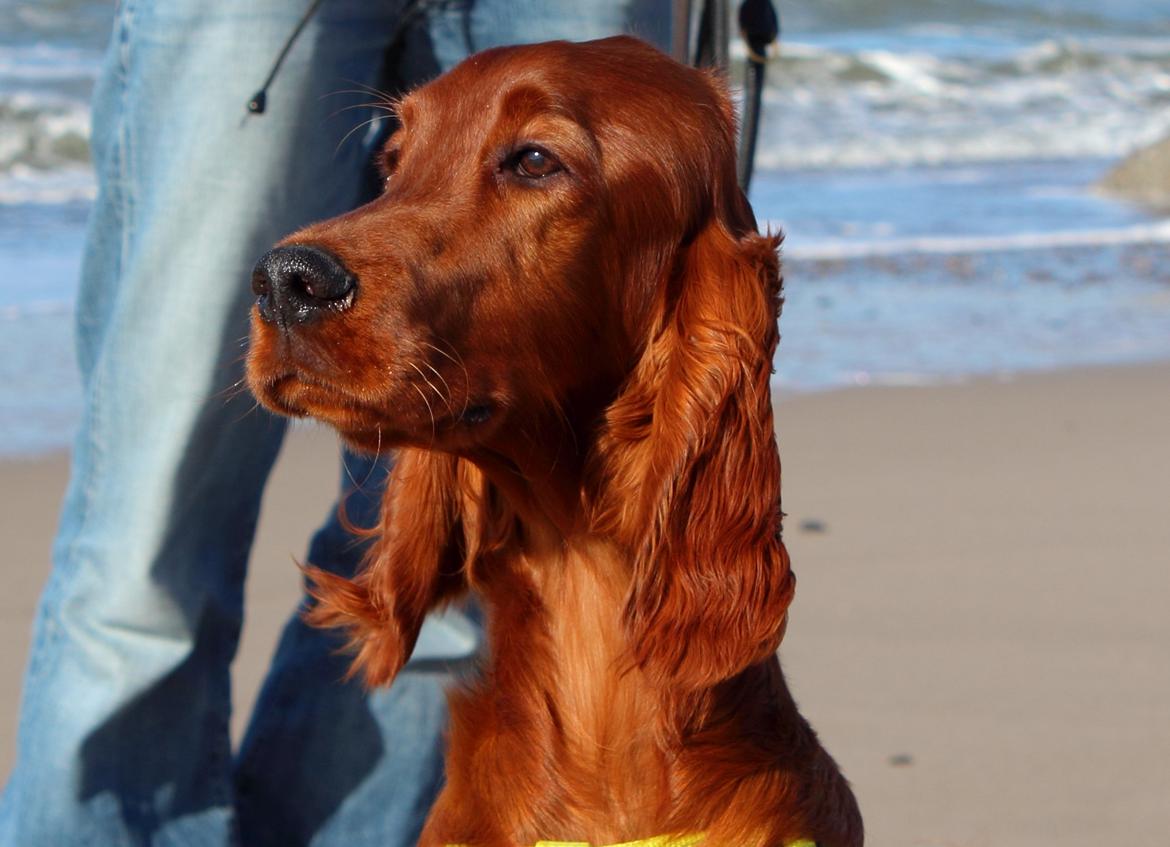 Irsk setter Cody R.F.S (run free sweetheart)  - Cody 6mdr billede 2
