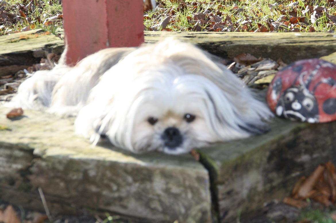 Blanding af racer Smilla <3 - Smilla Nyder foråret enlige er kommet  billede 14