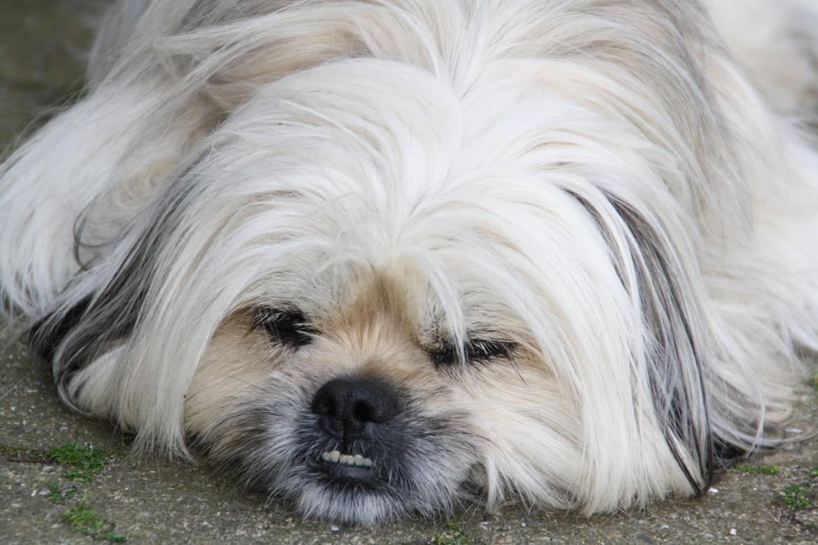 Blanding af racer Smilla <3 billede 15