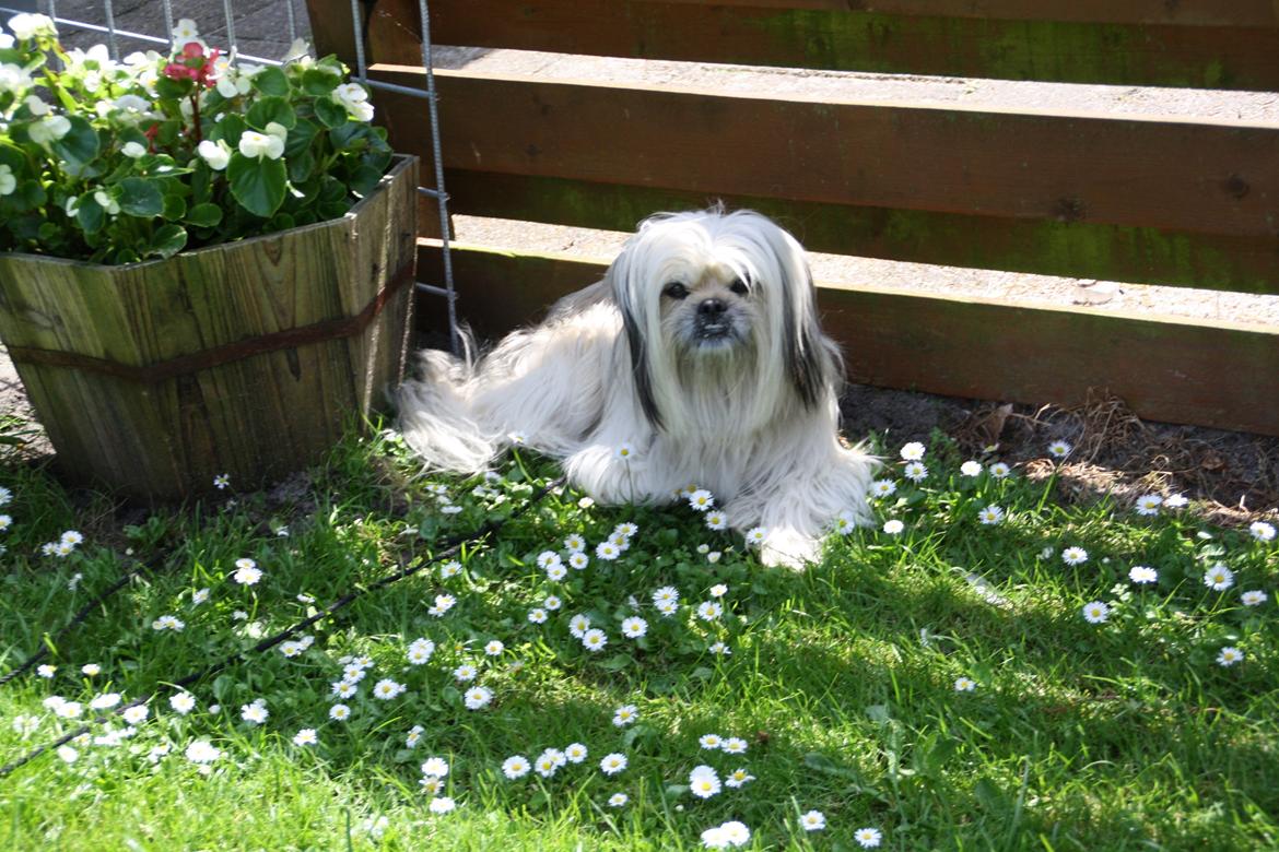 Blanding af racer Smilla <3 billede 16