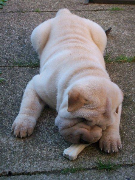 Shar pei Budda ??? R.I.P ??? billede 1