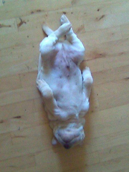 Shar pei Budda ??? R.I.P ??? billede 3