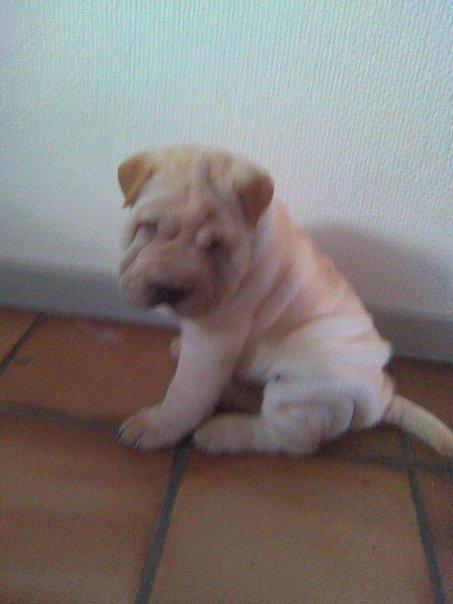 Shar pei Budda ??? R.I.P ??? billede 4