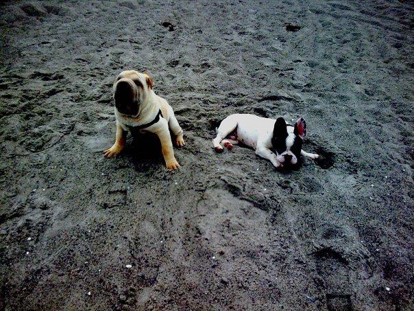 Shar pei Budda ??? R.I.P ??? billede 6