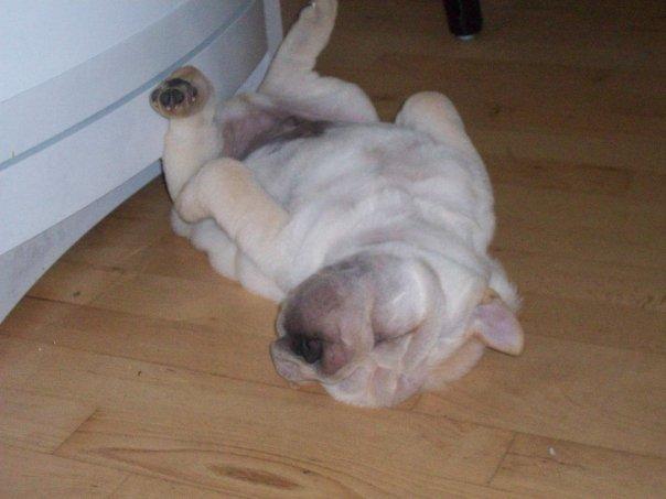 Shar pei Budda ??? R.I.P ??? billede 9