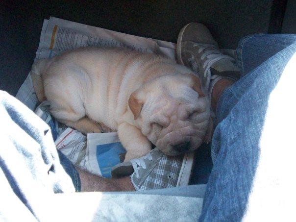 Shar pei Budda ??? R.I.P ??? billede 13