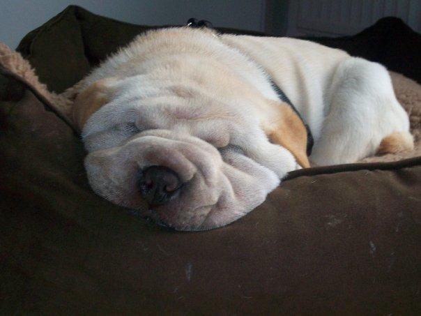 Shar pei Budda ??? R.I.P ??? billede 17