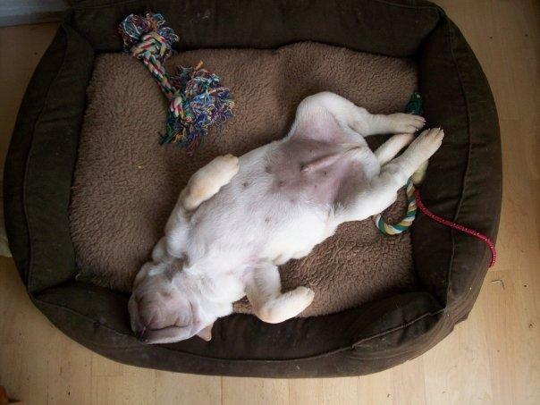 Shar pei Budda ??? R.I.P ??? billede 20