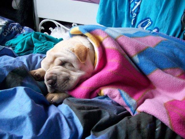 Shar pei Budda ??? R.I.P ??? billede 22