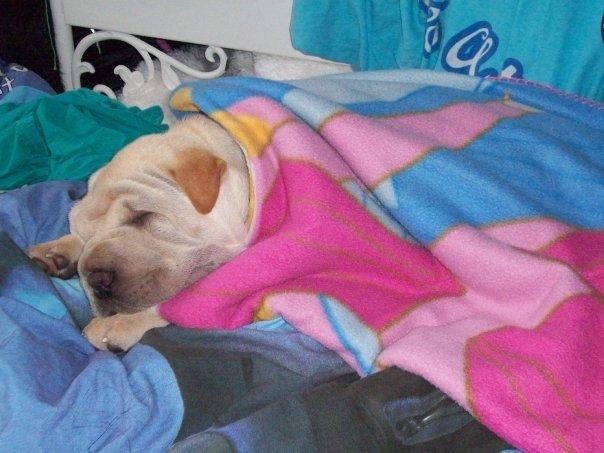 Shar pei Budda ??? R.I.P ??? billede 24