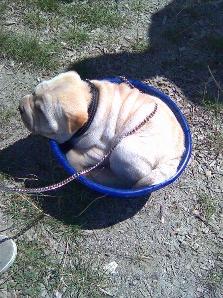 Shar pei Budda ??? R.I.P ??? billede 8