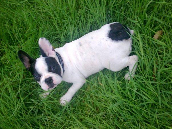 Fransk bulldog † Gizmo †  <3 <3 <3 <3 billede 16