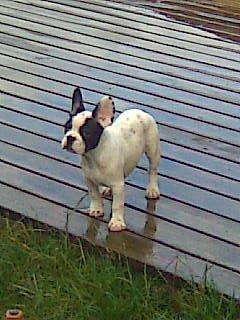 Fransk bulldog † Gizmo †  <3 <3 <3 <3 billede 17