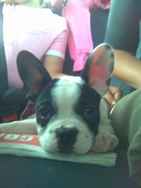 Fransk bulldog † Gizmo †  <3 <3 <3 <3 billede 19