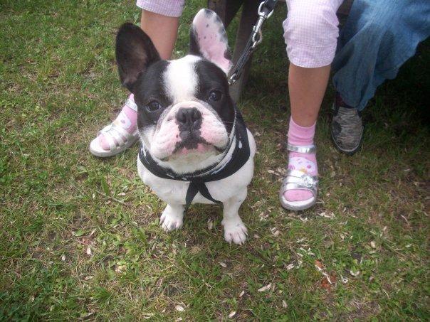 Fransk bulldog † Gizmo †  <3 <3 <3 <3 billede 20