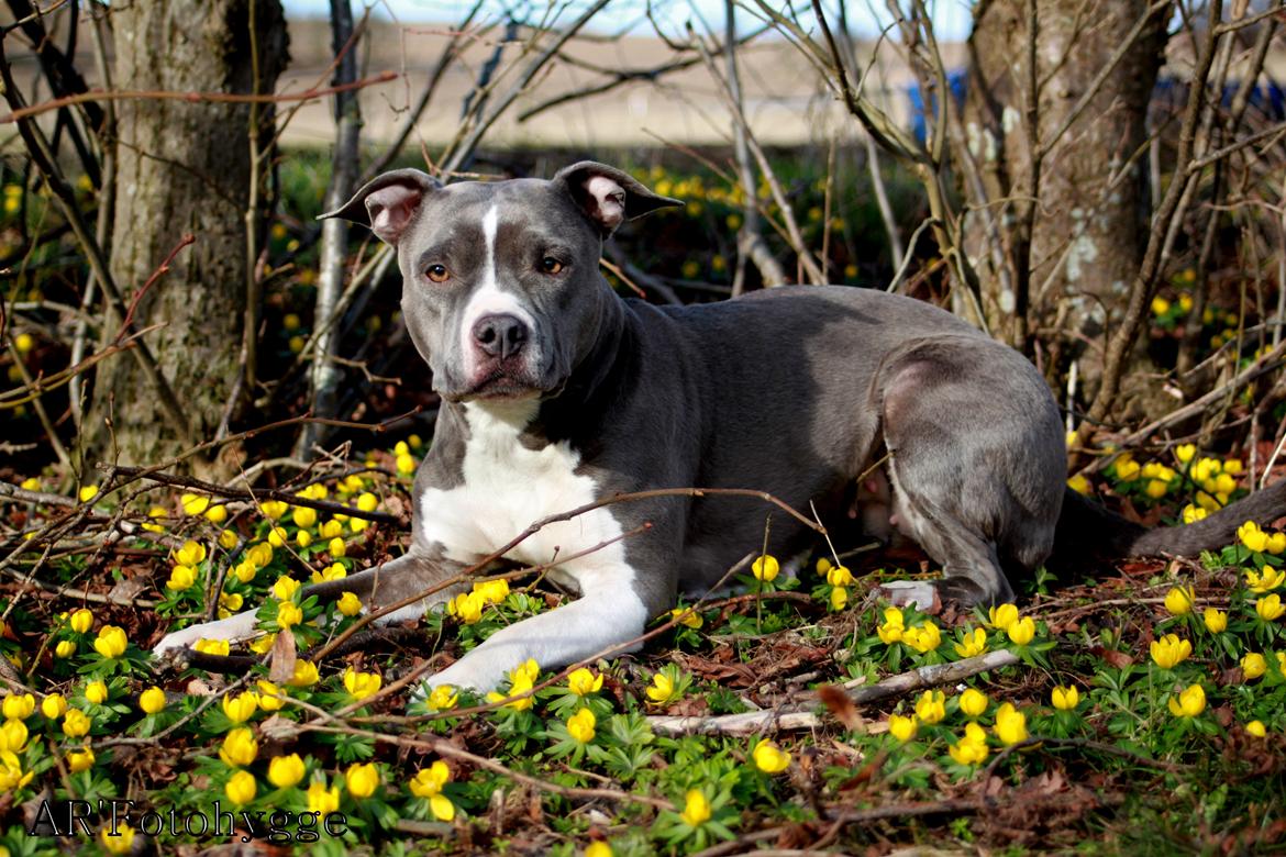 Amerikansk staffordshire terrier Lola billede 25