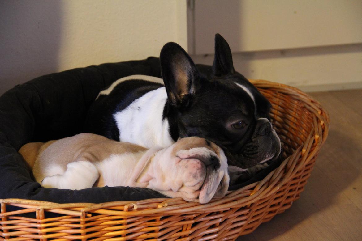 Engelsk bulldog Molly billede 9