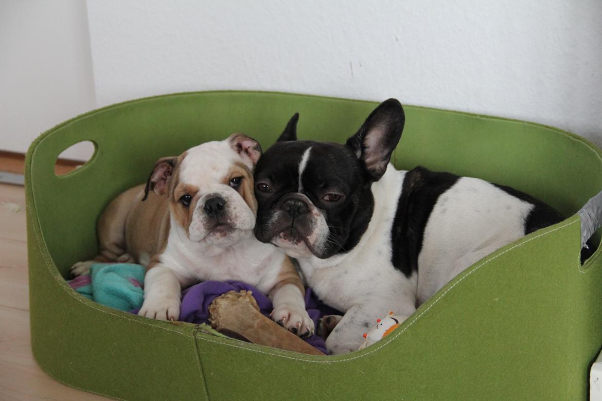 Engelsk bulldog Molly billede 10