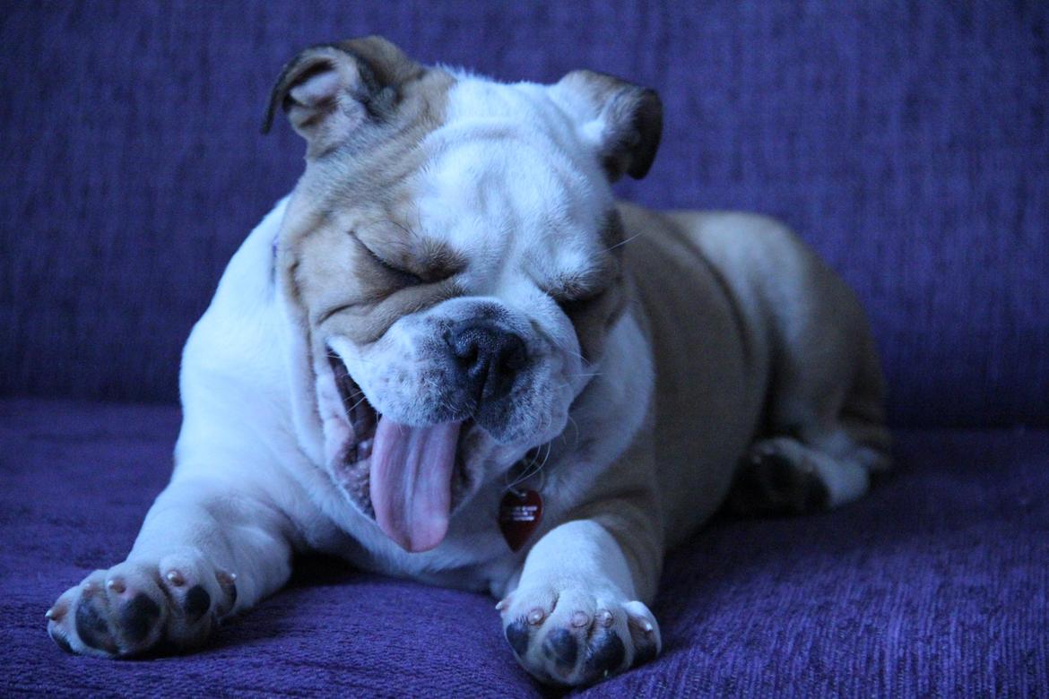 Engelsk bulldog Molly billede 2