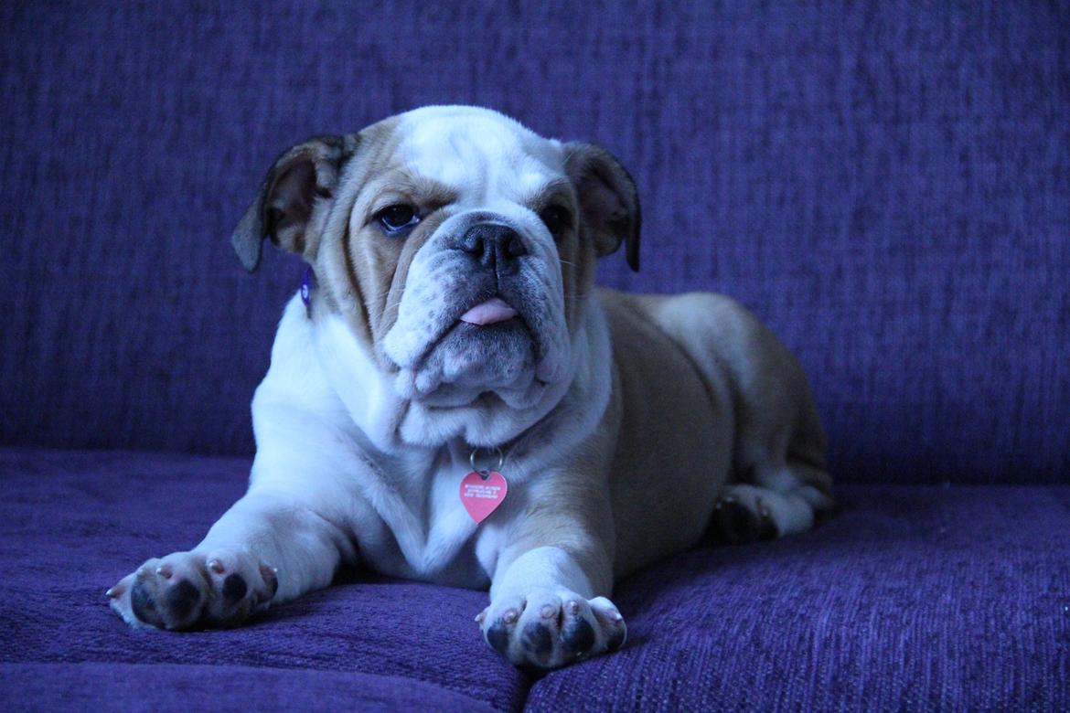 Engelsk bulldog Molly billede 3