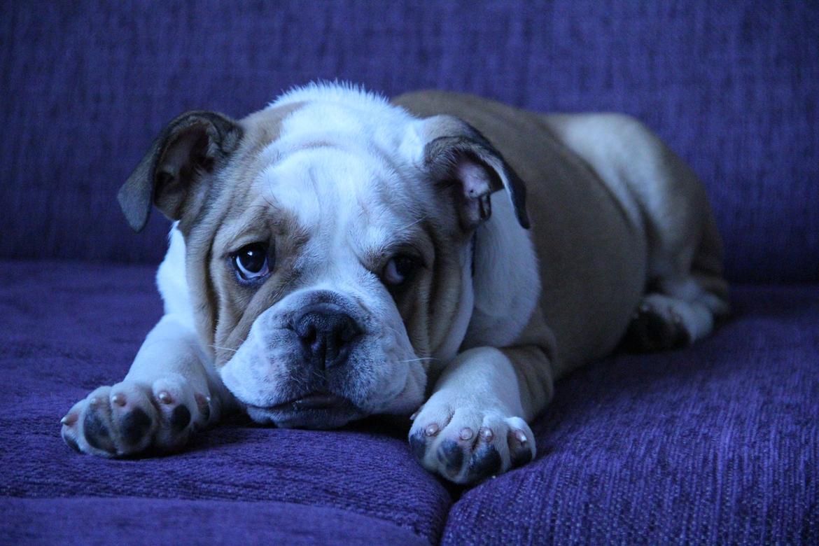 Engelsk bulldog Molly billede 1