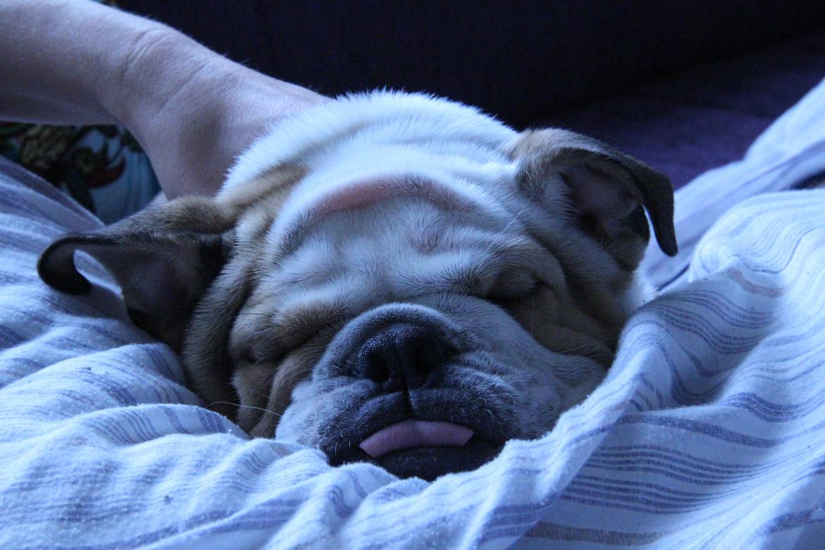 Engelsk bulldog Molly billede 4