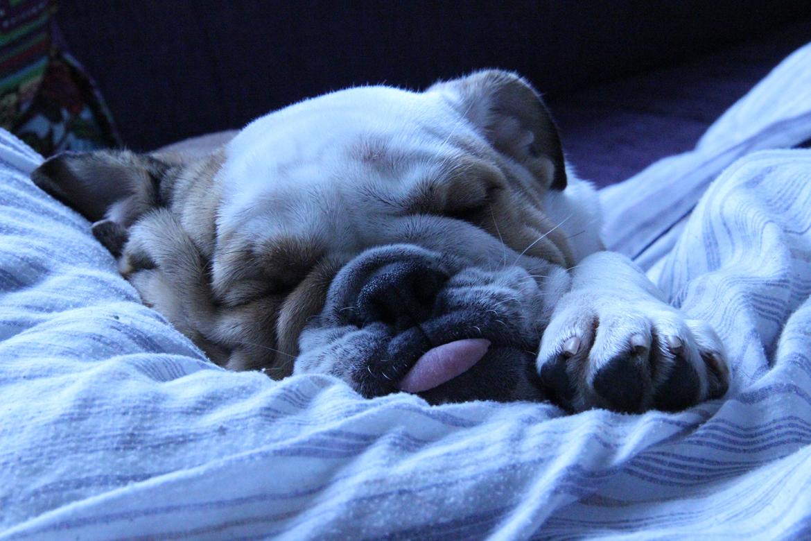 Engelsk bulldog Molly billede 11