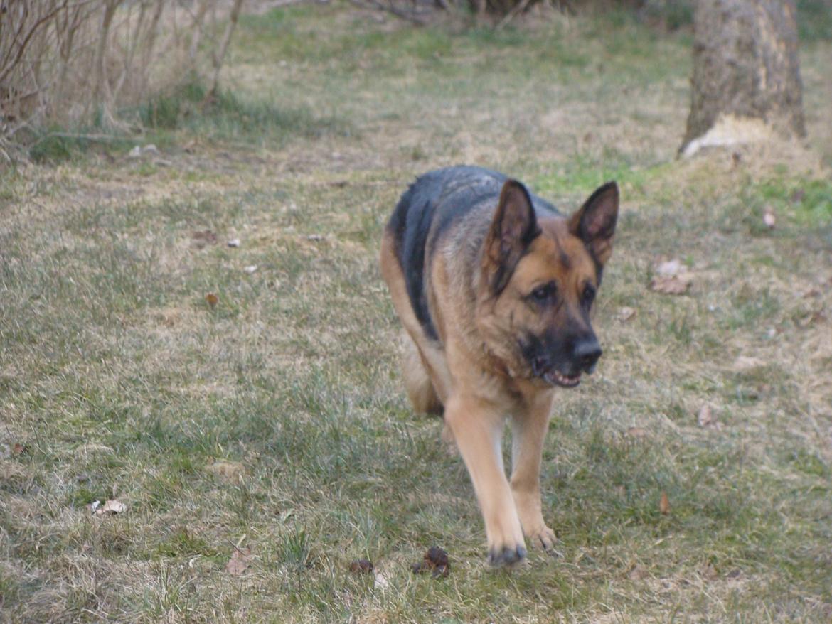 Schæferhund Tesvanes Gabbie billede 10