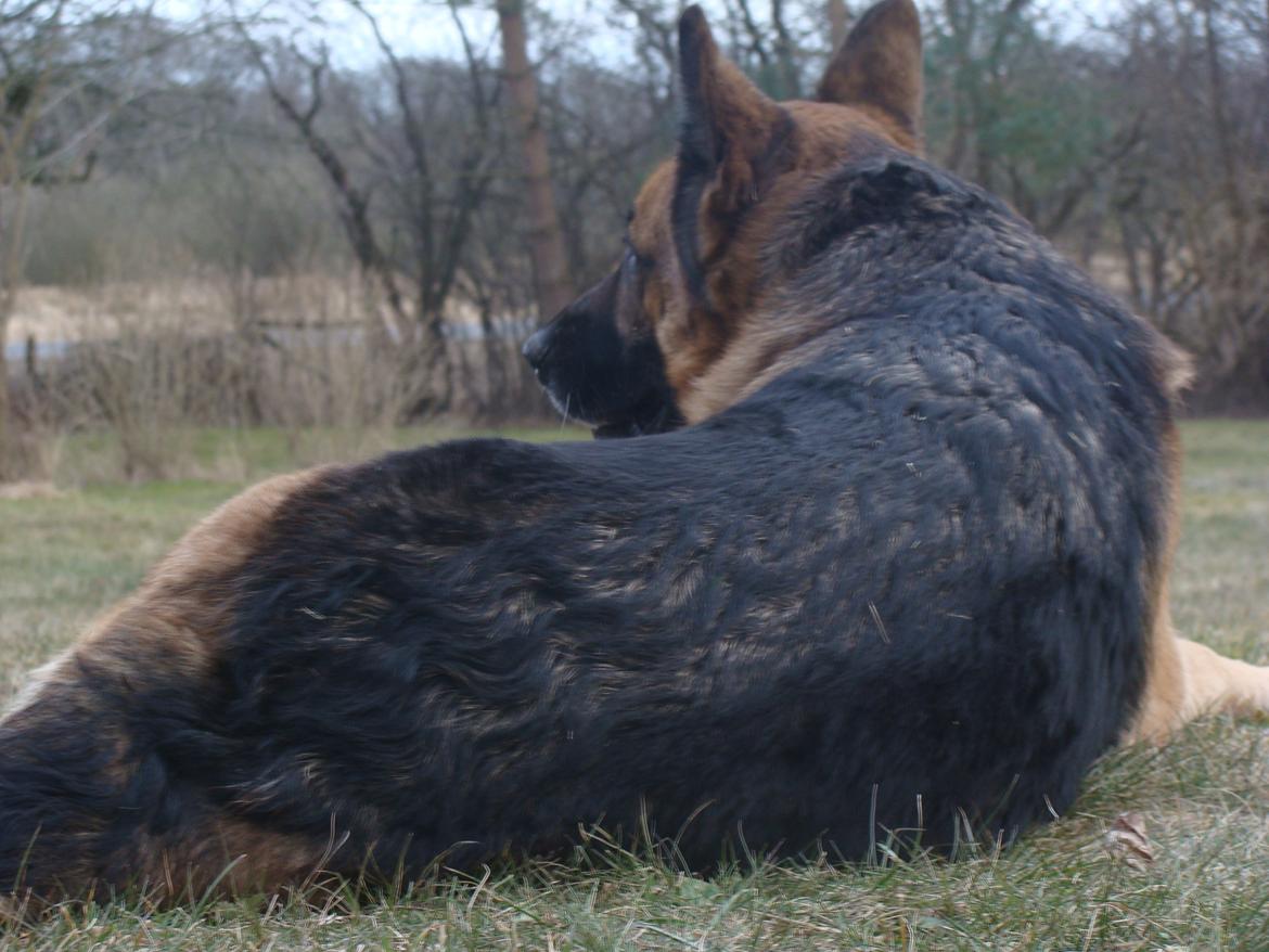 Schæferhund Tesvanes Gabbie billede 12